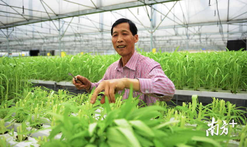 ”全国劳模“李广彬以”公司+合作社+农户“帮助三水农户拓宽农产品销路,带动农户致富。 ”全国劳模“李广彬以”公司+合作社+农户“帮助三水农户拓宽农产品销路,带动农户致富。