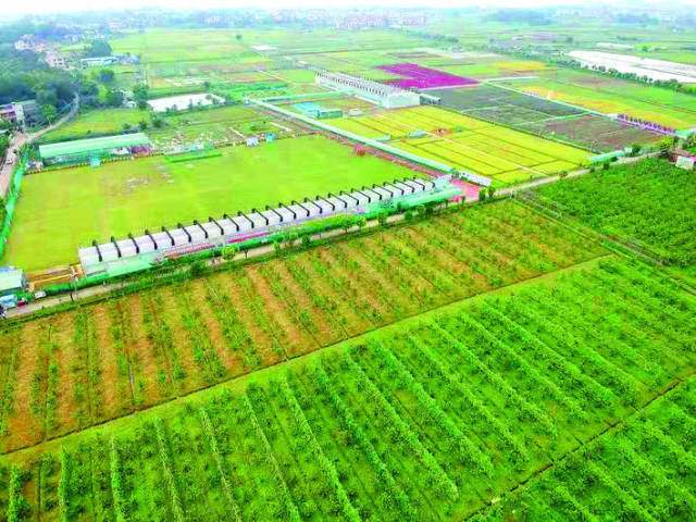 县（市、区）科协工作动态丨扶沟县科协开展“科技赋能助力蔬菜产业发展”服务活动