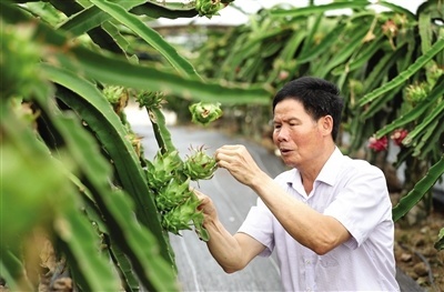 在遂溪洋青火龙果种植基地，宋宁在察看火龙果的生长情况。 李忠 摄