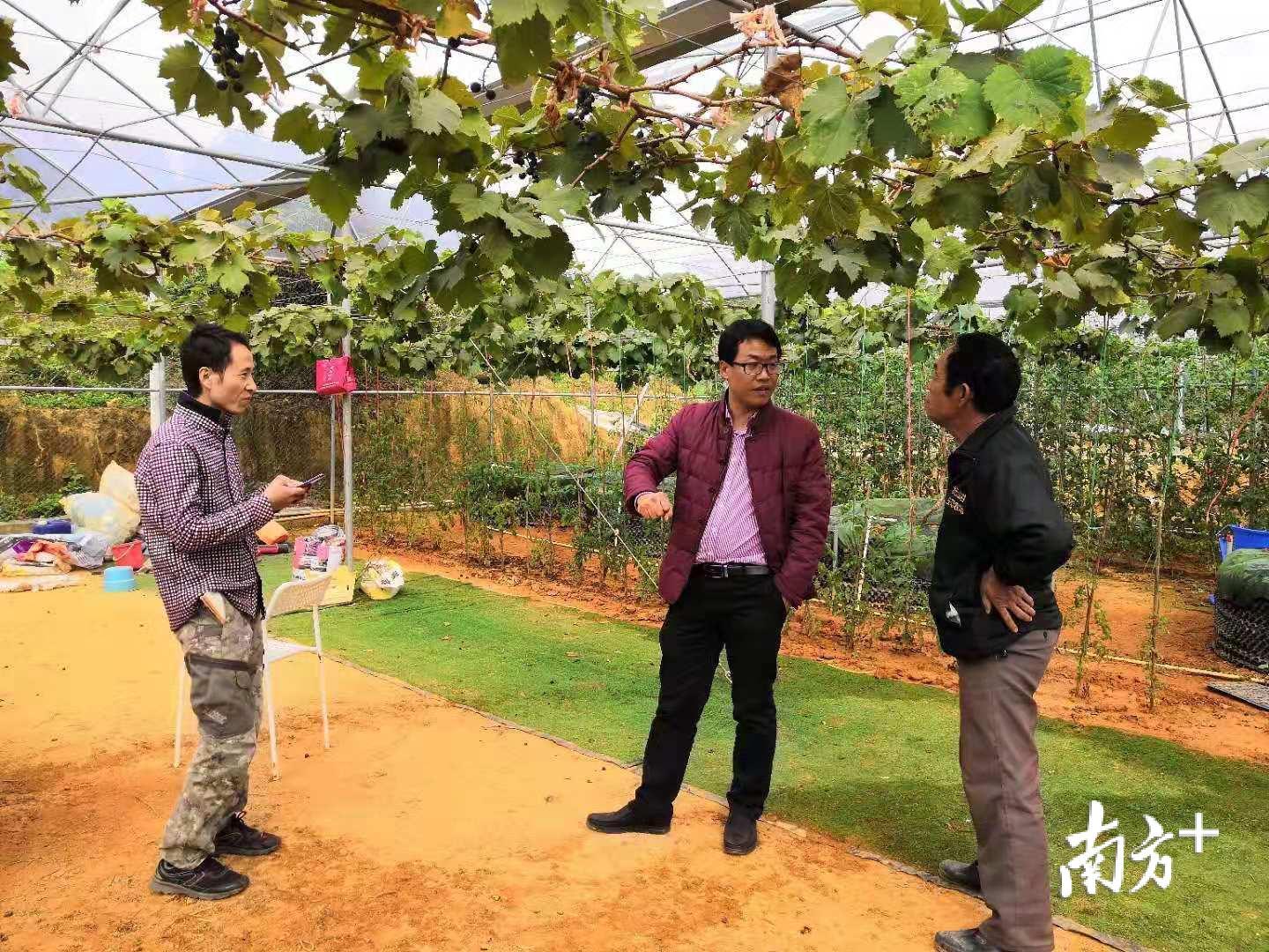 苗兵兵（中）到果园里观察长势。