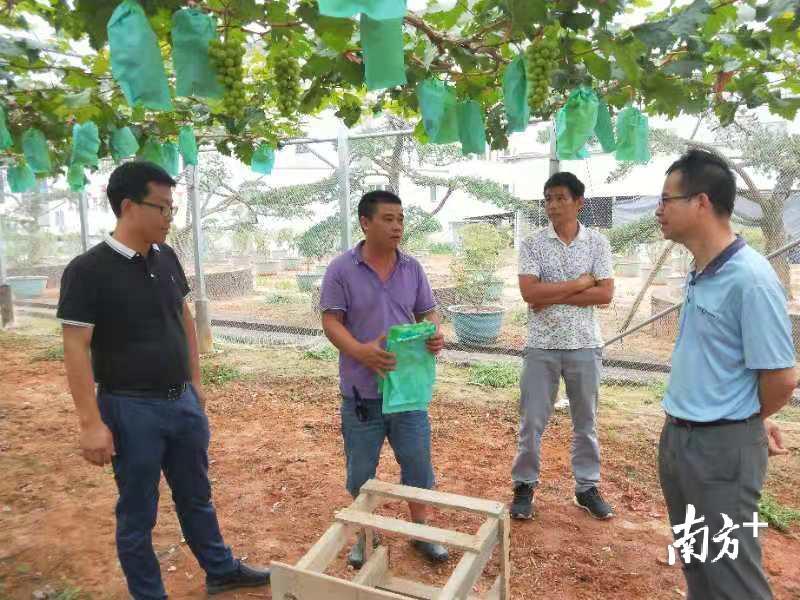 苗兵兵（左一）在果园里指导。