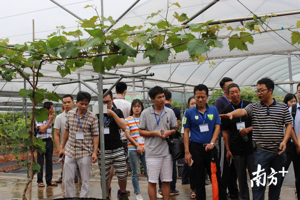 苗兵兵（右一）向大家介绍葡萄技术。
