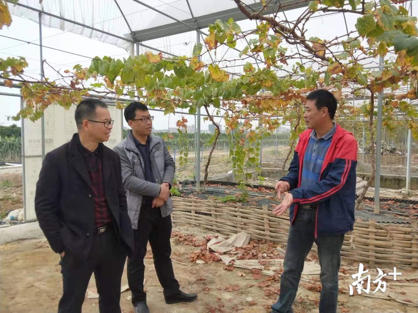 苗兵兵（左二）与果农交流种植技术。