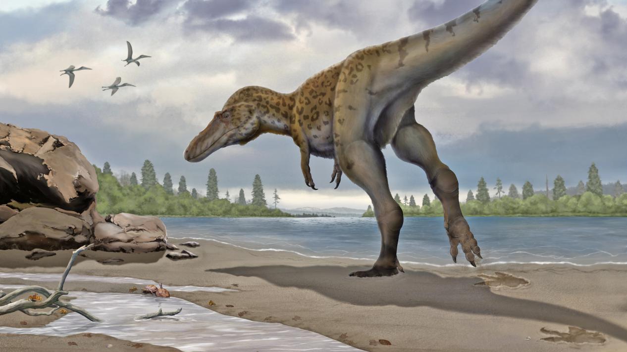 霸王龙的祖先进化图图片