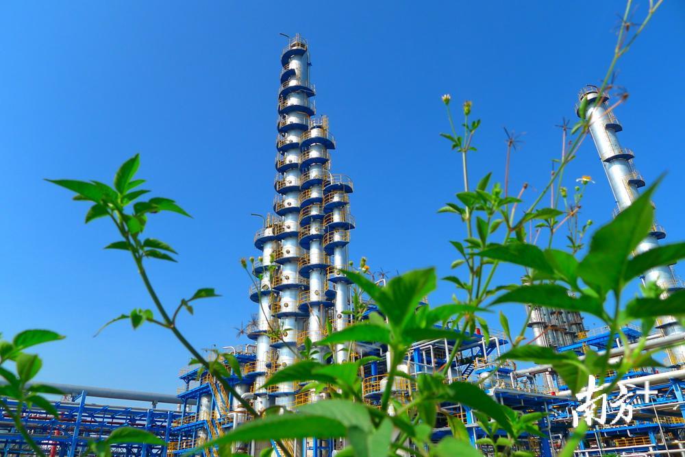 茂名石化绿树塔林。柯裕清 摄