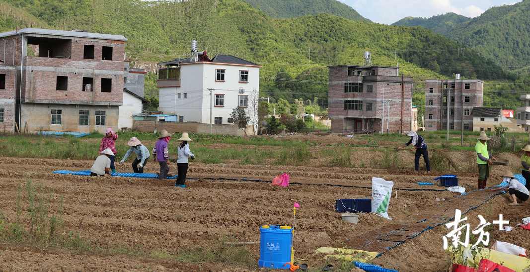下洞村民在田间地头辛勤抢种补种玉米。