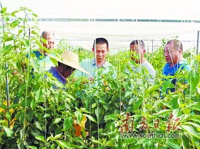 农村“党员能人”到田间指导农民种植。湛江市委办供图 农村“党员能人”到田间指导农民种植。湛江市委办供图