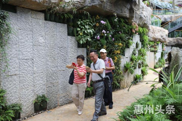 惠州植物园的墙体垂直绿化。