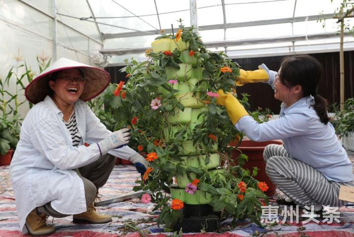 惠州市农科所的工人正在忙着栽培立体盆花。