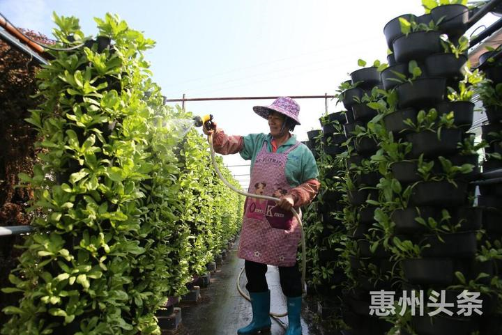 博罗县长宁镇一农业科技示范场的立体蔬菜种植，工人在浇水。