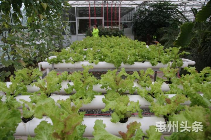 博罗县航天育种基地的无土立体蔬菜栽培。