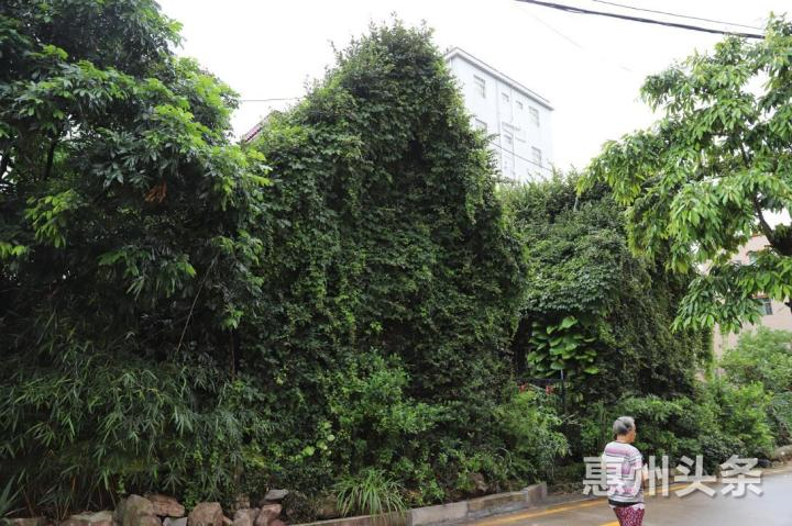 大亚湾区澳头街道衙前村的一栋老房子，被植物穿了新衣，成为一道别样的风景。