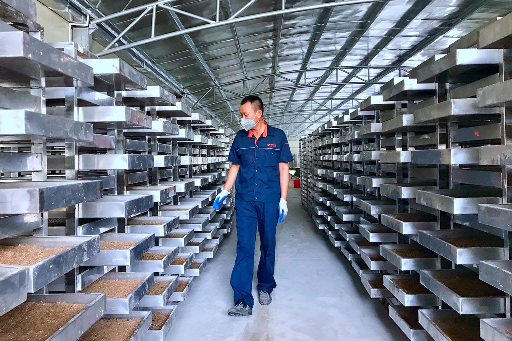 工作人员查看定时黑水虻进食情况。