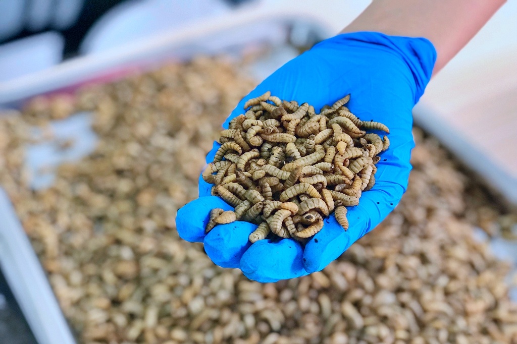 黑水虻虽然体型不大，但“胃口”十分惊人。