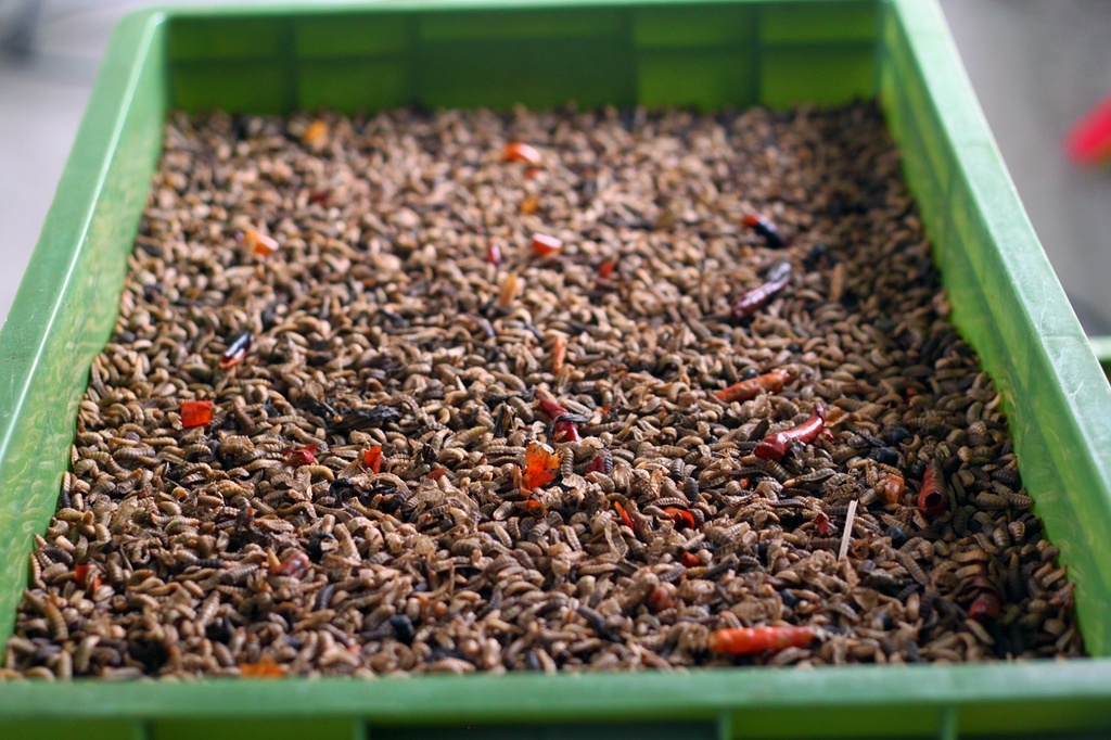 小虫子日吃垃圾10吨|汕头餐厨垃圾分类首次实现终端处理