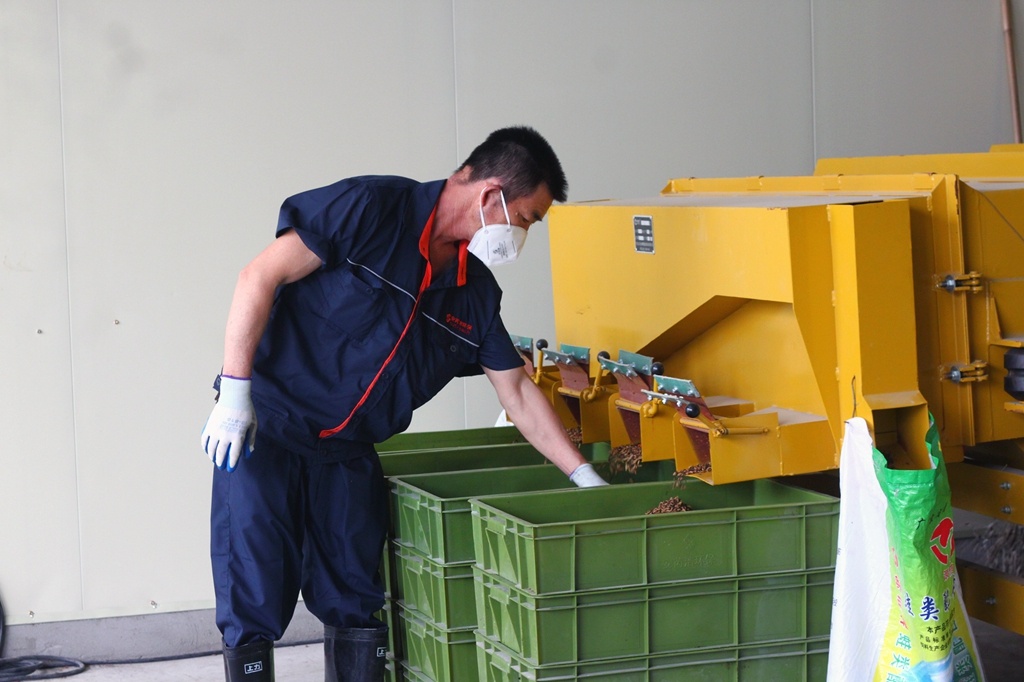 黑水虻进食后，未能被“消化”的餐厨垃圾将被再次分类。