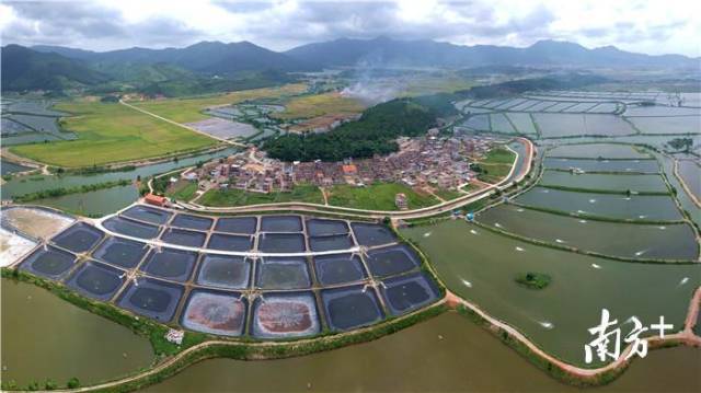 惠东县铁涌镇油麻地村，村落、农田与海边的养殖场连成一片。