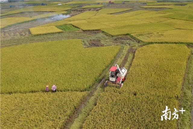 大地养育了人们，勤劳的农民忙着收割水稻。