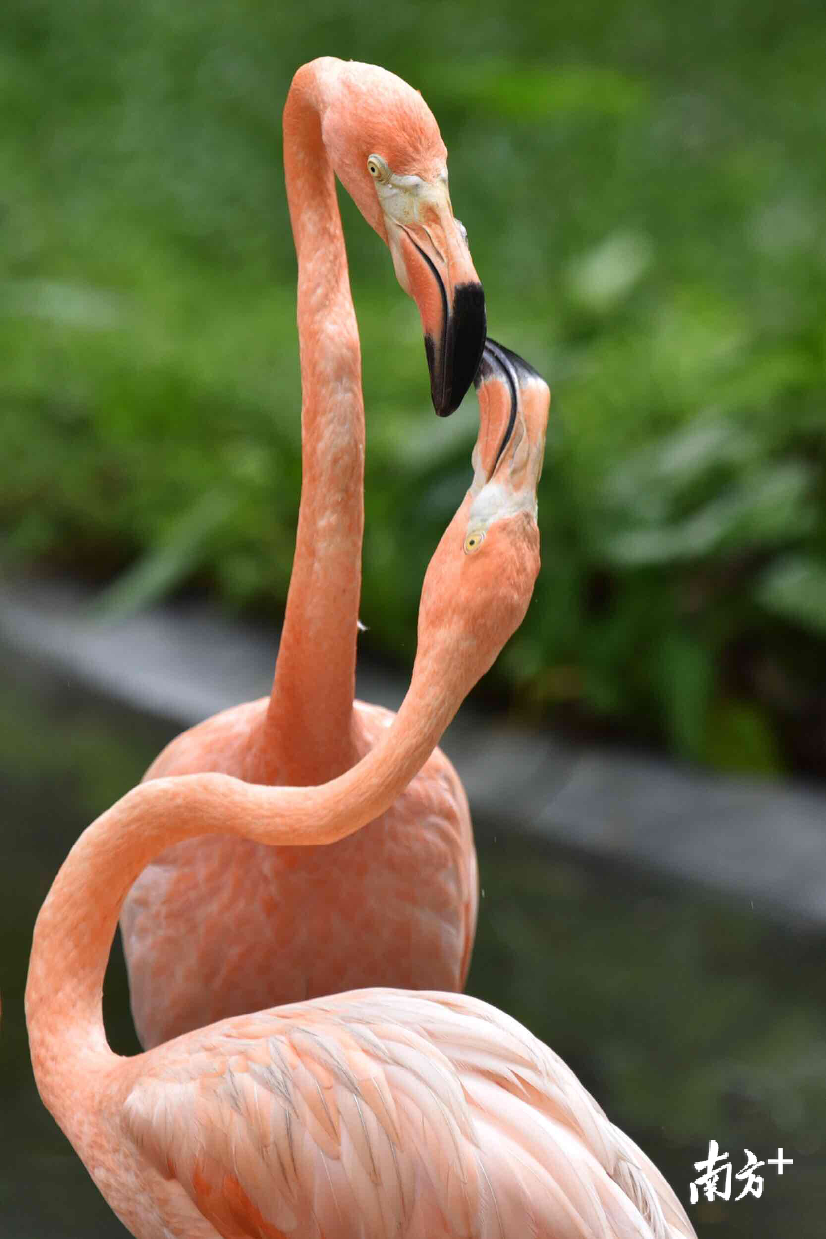 图集七夕动物情侣也来比心