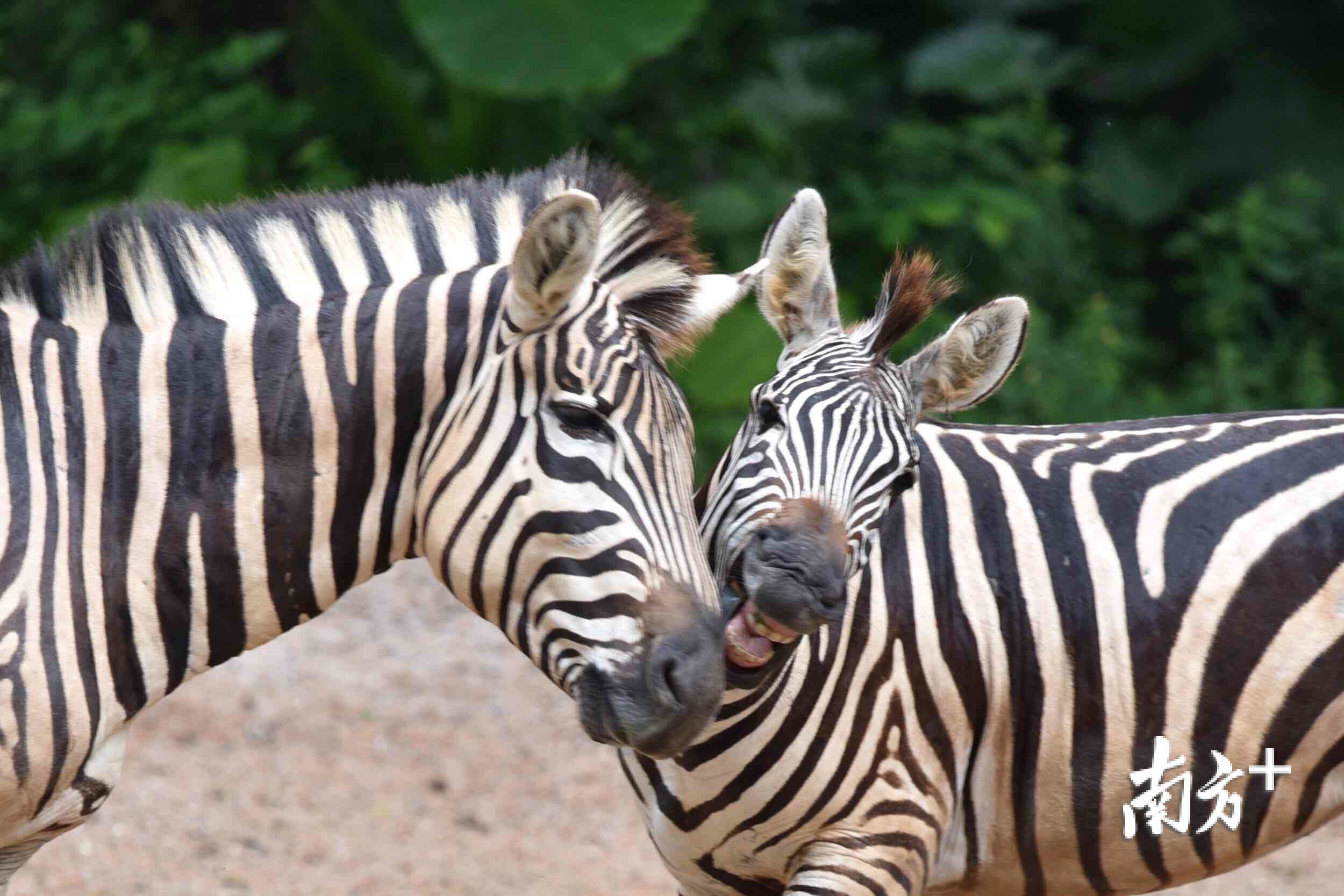 图集七夕动物情侣也来比心