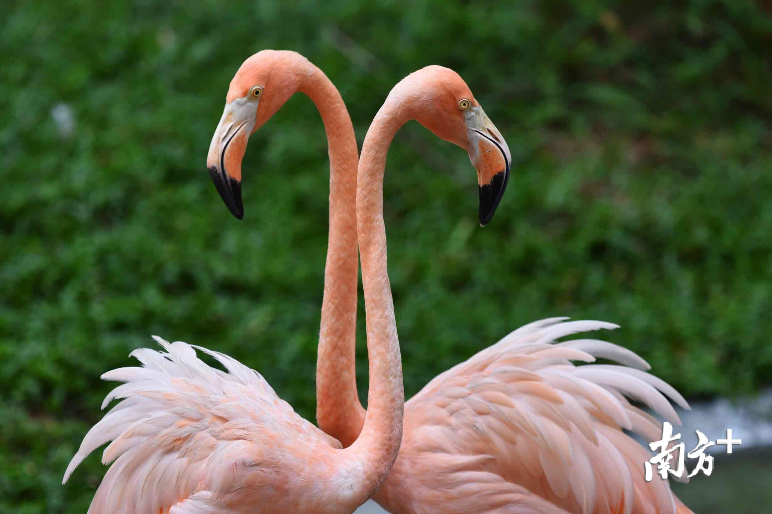 图集七夕动物情侣也来比心