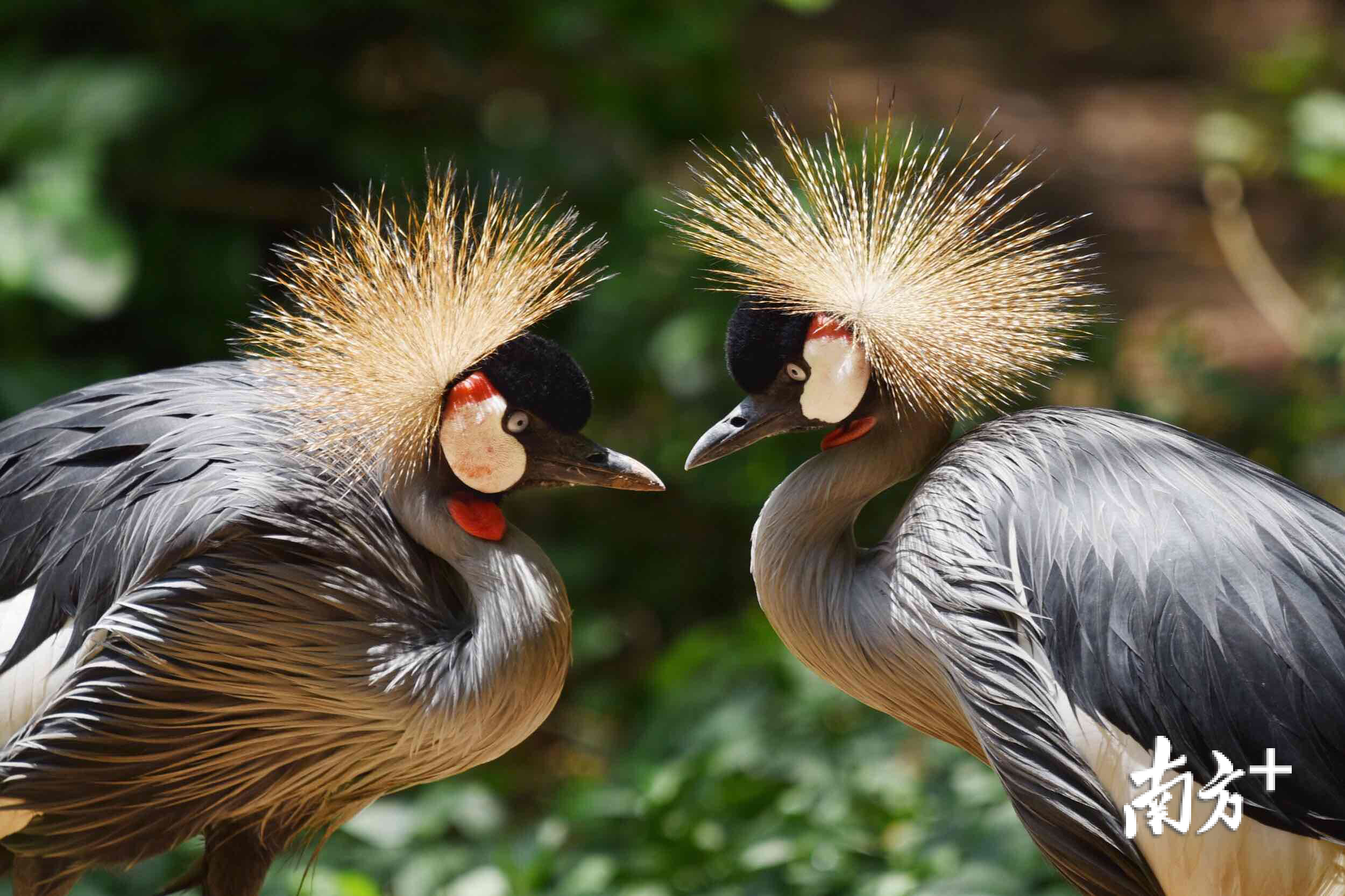 图集七夕动物情侣也来比心
