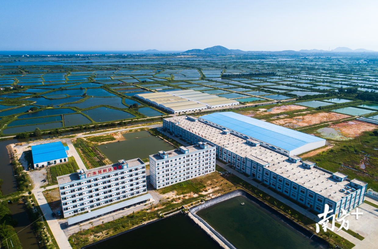 位于电白区的冠利达海洋产业园,7000多亩的传统鱼虾养殖场,是华南地区