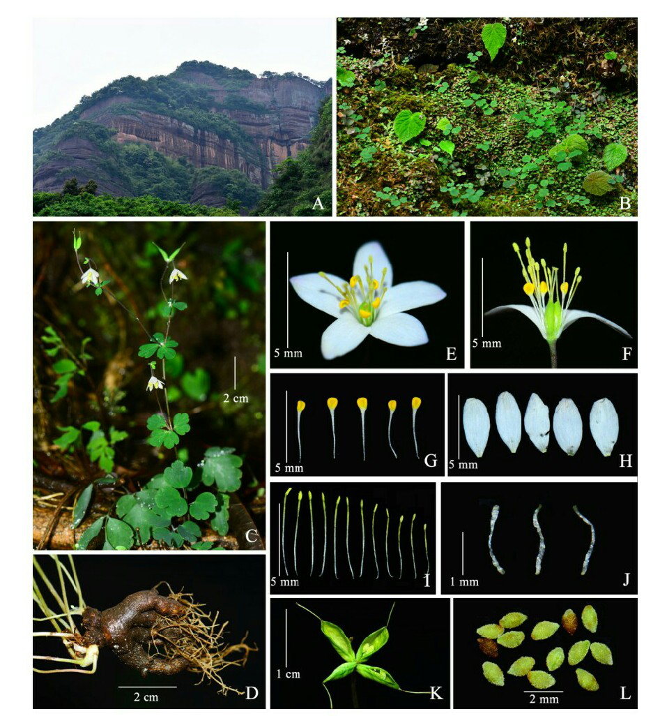 中南林业科技大学植物专家吴磊老师的团队在广东丹霞山的植物研究中取得了新进展，该团队将在该区域发现的一种天葵属植物确认为新种，并将其正式命名为丹霞山天葵。