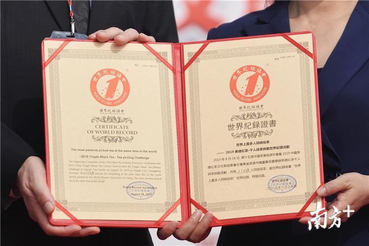 2019英德红茶千人采茶挑战世界纪录活动证书。曾亮超 摄 2019英德红茶千人采茶挑战世界纪录活动证书。曾亮超 摄