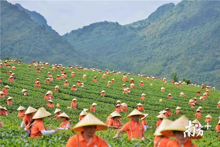 1128名采茶志愿者身穿统一服饰,背着竹篓,戴着斗笠,现场采茶。曾亮超 摄 1128名采茶志愿者身穿统一服饰,背着竹篓,戴着斗笠,现场采茶。曾亮超 摄