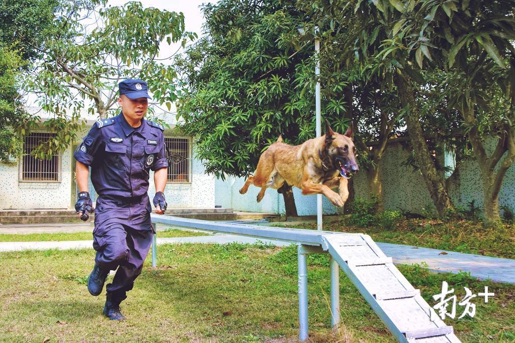 在警犬训练基地,待训犬一般在6个月即进入基础训练,培养服从性,增强