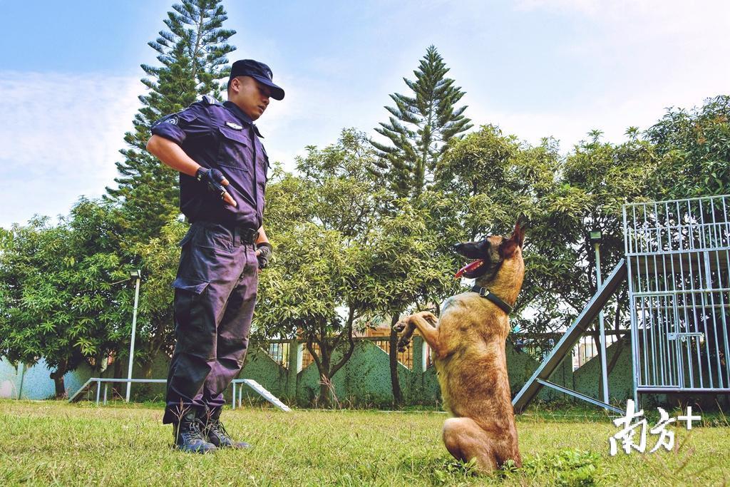 坐立基础训练培养警犬的服从性