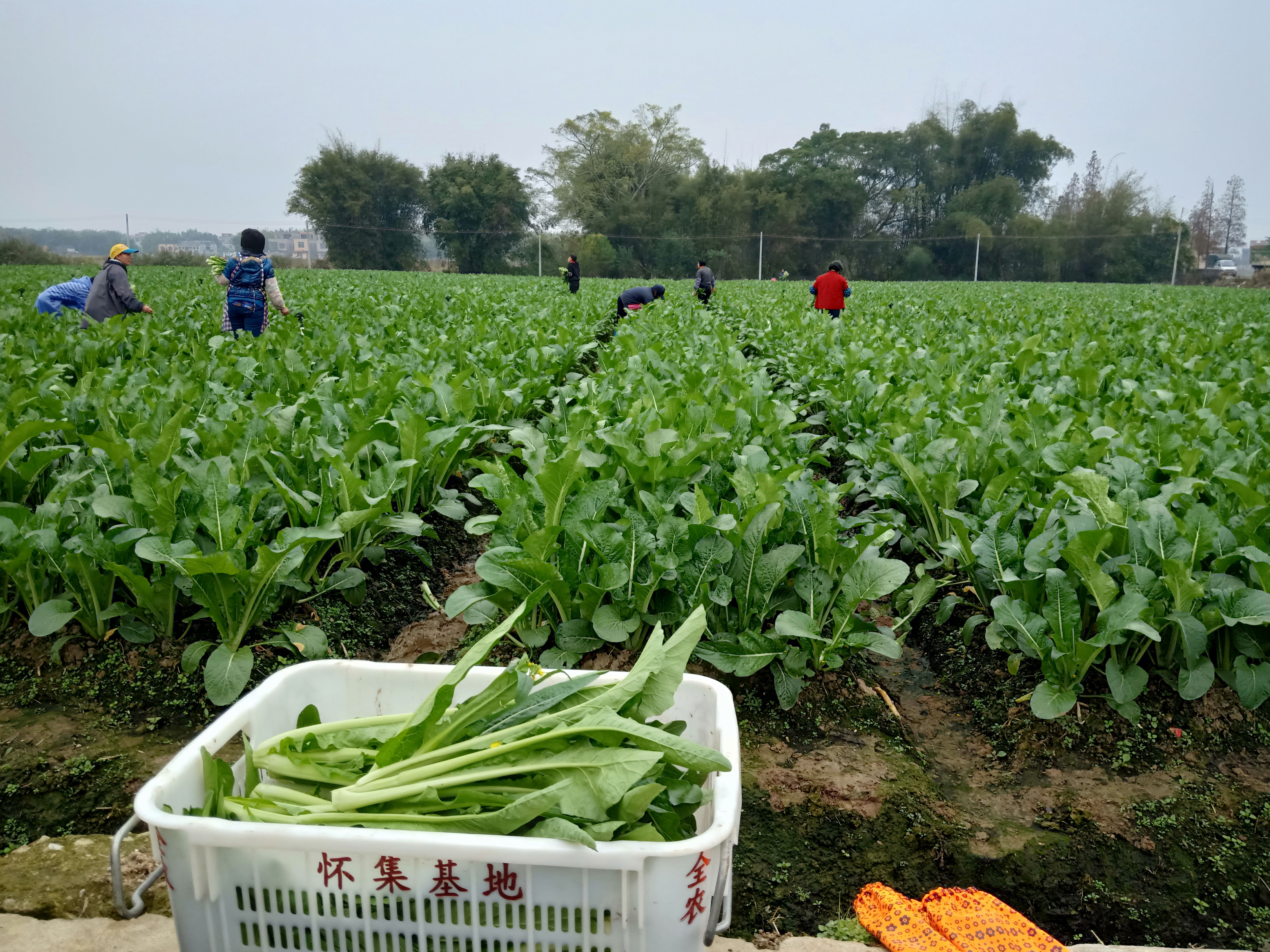 产业园农户,怀集冷坑镇源自然果蔬种植专业合作社和广州地豪食品有限