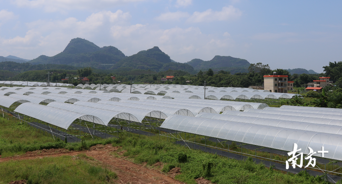 古竹镇雅色村的葡萄园铺展在越王山前平原，将扩种至200亩。