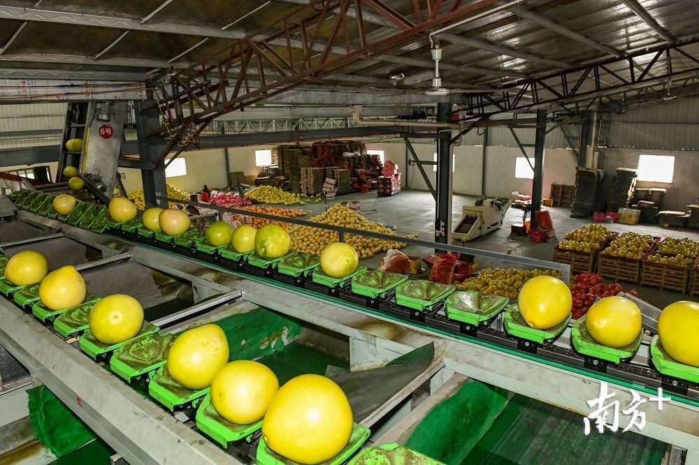 每套自动分选运输设备日均可处理50吨柚果。