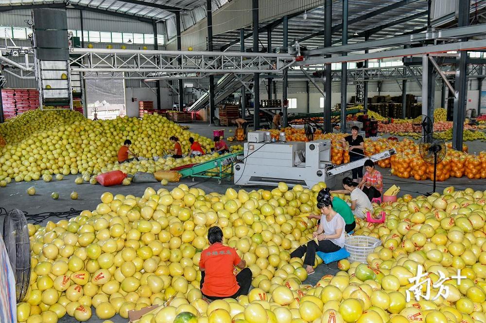 村民们在“柚山”中奋战。