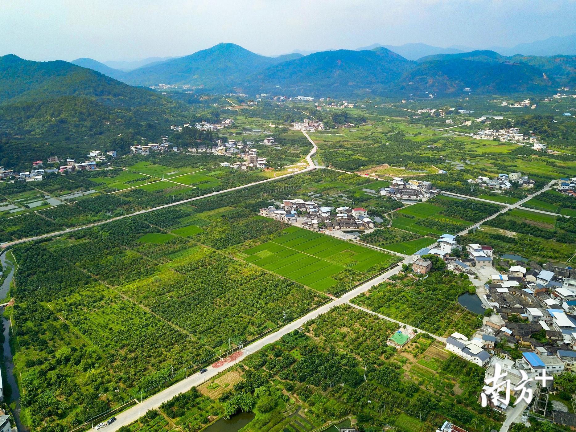 一望无际的柚林。