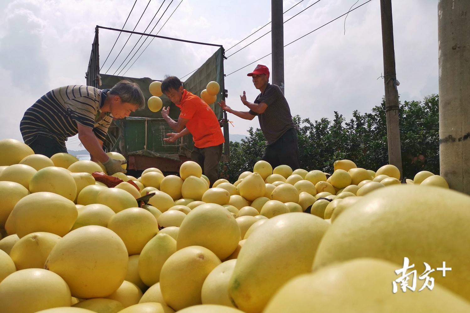 果农们正在装车，将带着丰收喜悦的果实传递到远方。黄韬炜 摄