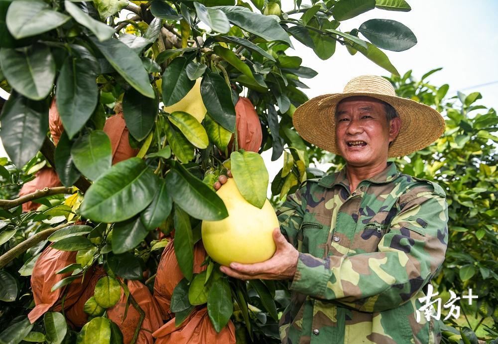 果农喜迎丰收。