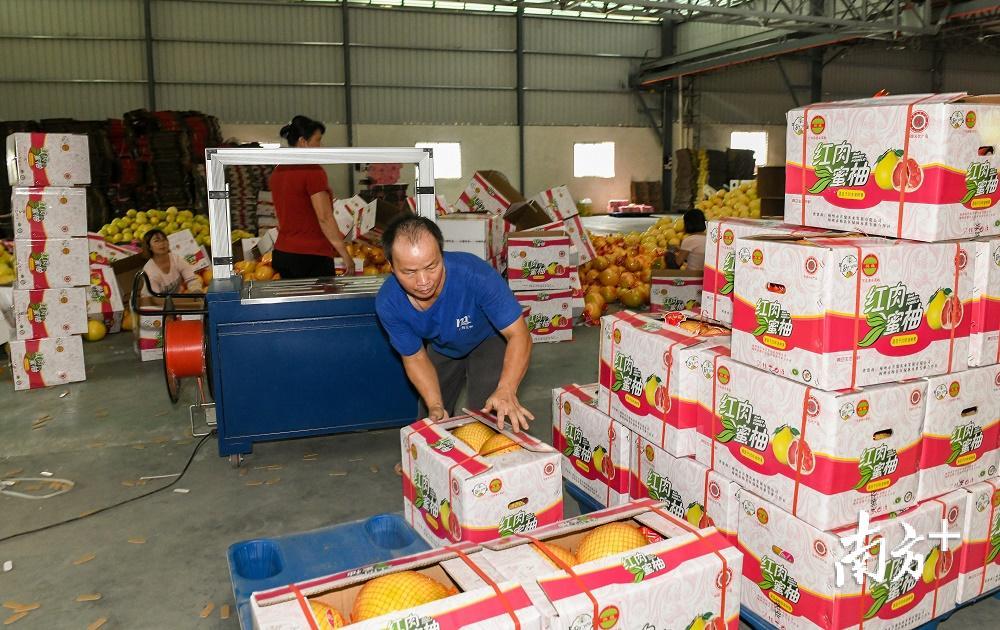 眼下正是蜜柚销售高峰。
