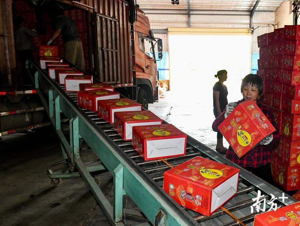 村民们将包装好的蜜柚装上大货车，准备运往珠三角。