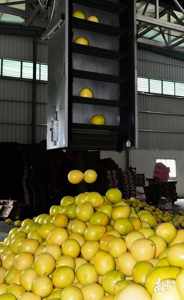 自动分选运输设备正源源不断地将不同重量的柚果分送至不同区域。