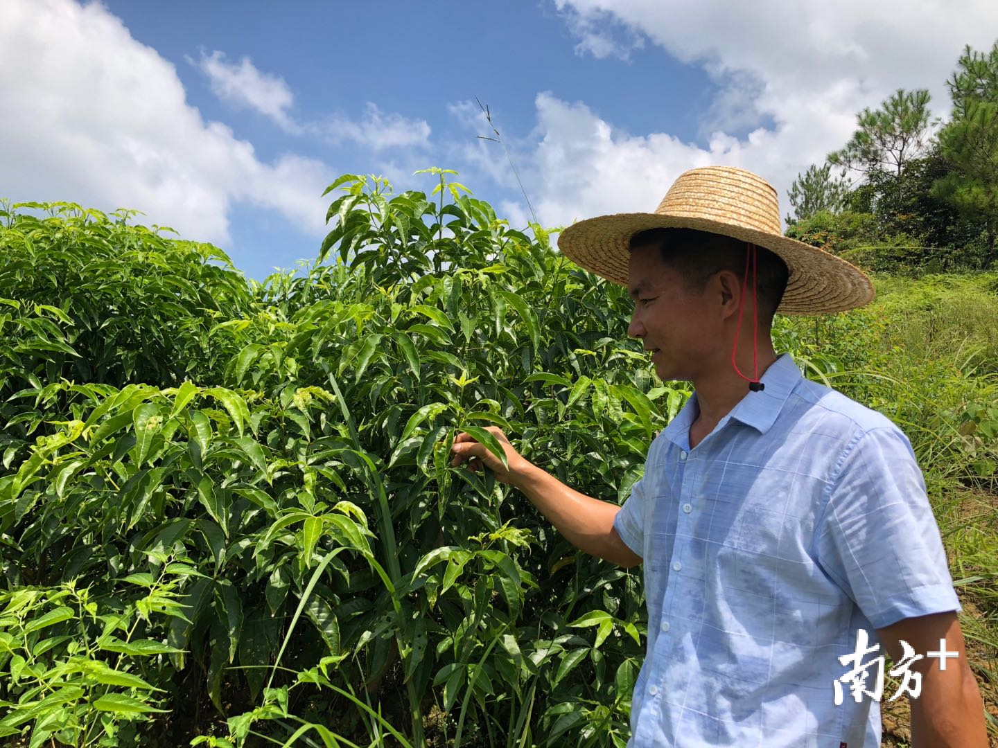 蓝海波在种植基地查看南药生长情况。