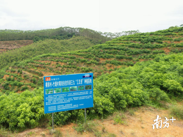南药种植基地。
