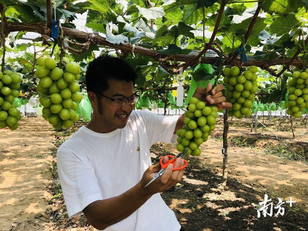 “阳光玫瑰”种植基地。杨可 摄 “阳光玫瑰”种植基地。杨可 摄