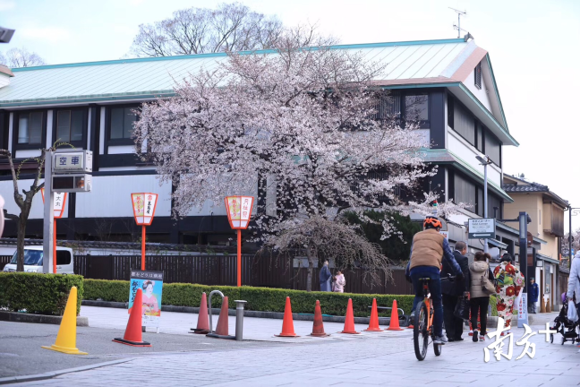 樱花盛开时节,日本街景令人赏心悦目。 樱花盛开时节,日本街景令人赏心悦目。