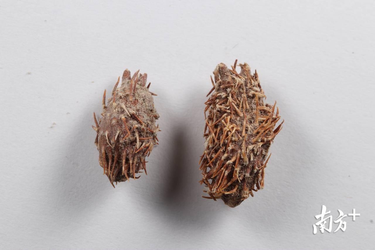 满身带刺的加拿大苍耳