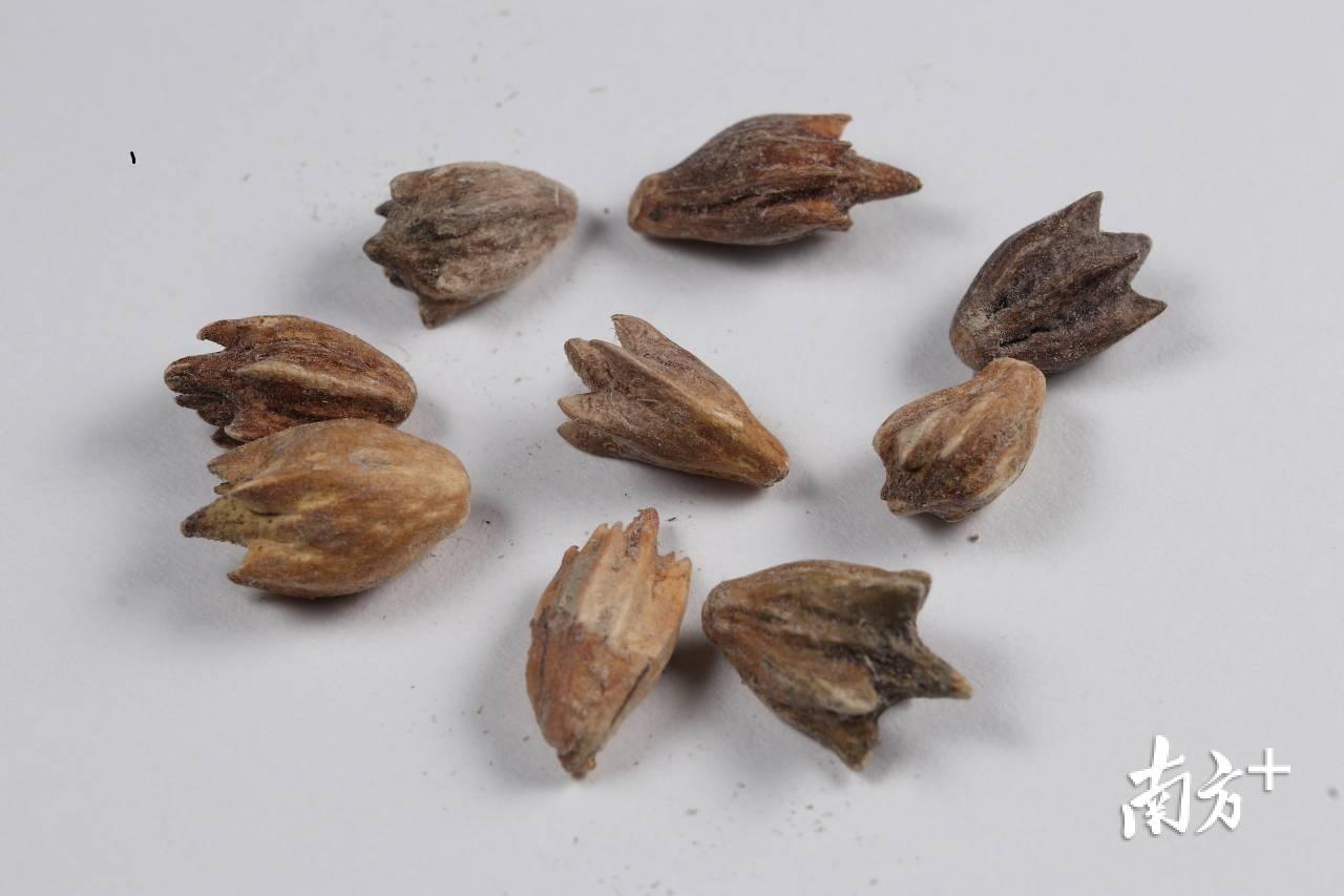 号称“植物杀手”的三裂叶豚草