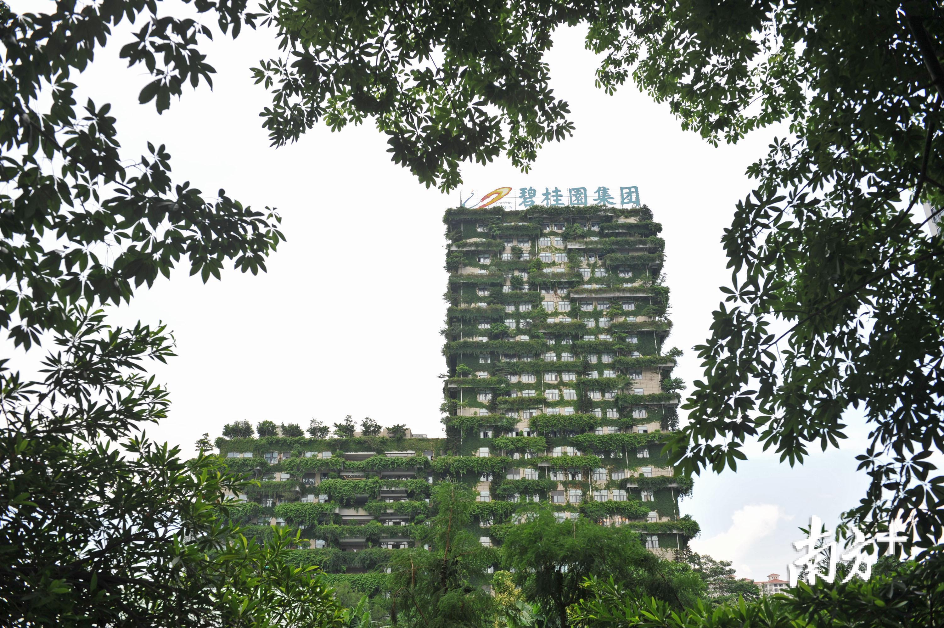 碧桂园上海总部大楼图片