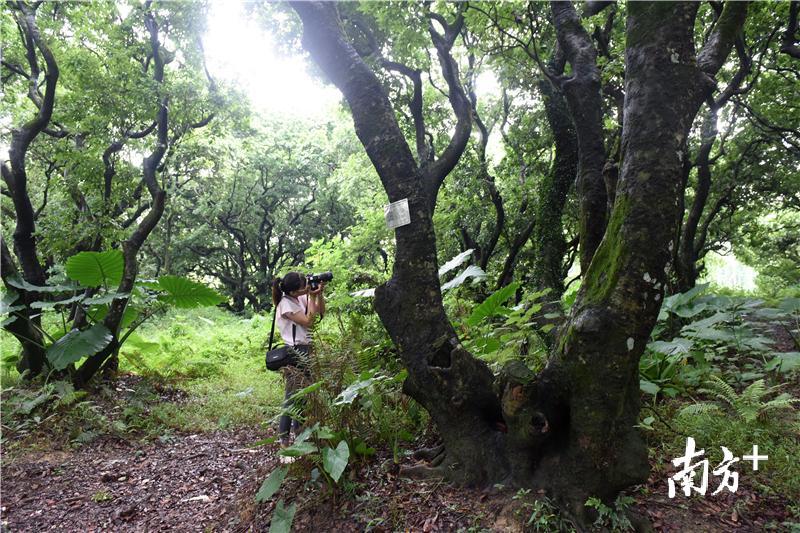 古荔枝林是一个摄影创作的好地方。